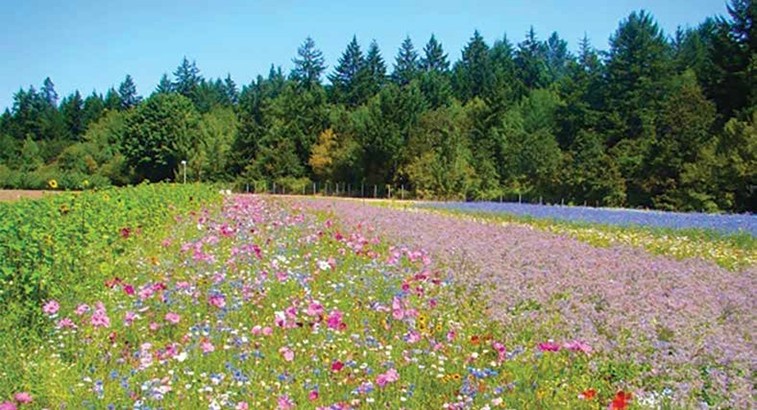 Different floral sources; photo by Dewey M. Caron
